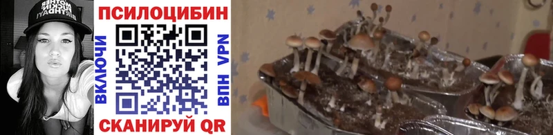 где продают   Гусев  Галлюциногенные грибы Magic Shrooms 