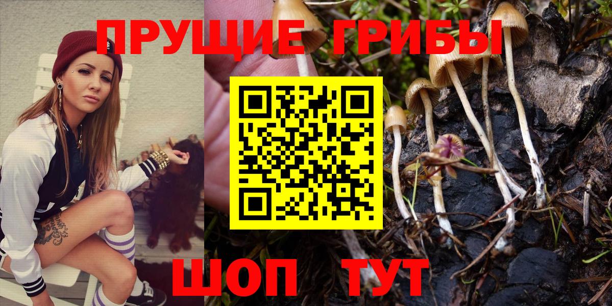Псилоцибиновые грибы Cubensis  Вход с VPN  Гусев 